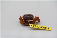 藏品(奧氏後相手蟹)的圖片